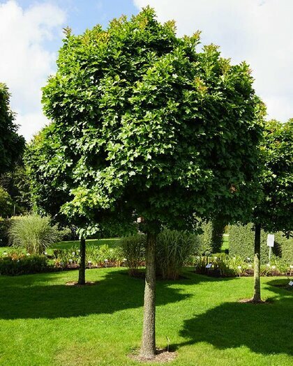 Dub bahenní Green dwarf , obvod kmienka 12/14 cm, celková výška pri dodání 260/280 cm, v koreňovém balu Quercus palustris Green dwarf